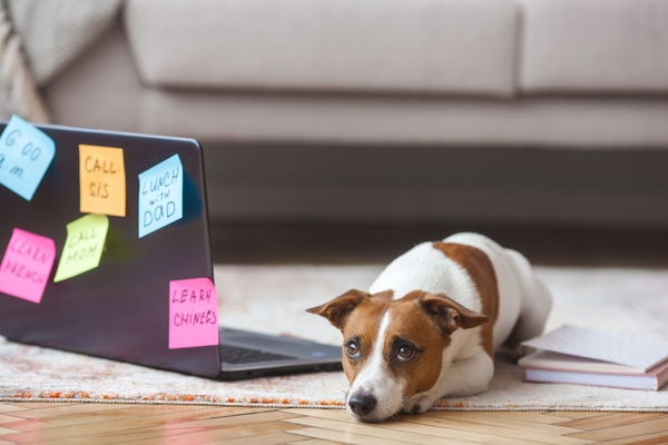 アクサダイレクトペット保険について実際にアクサダイレクトのペット保険を利用している方の口コミをまとめています。