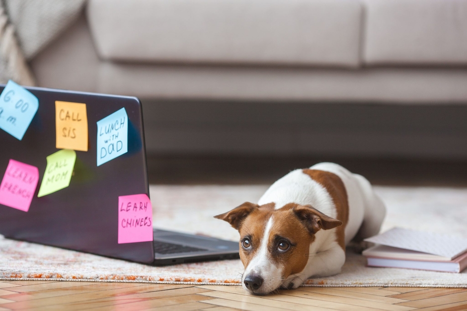 アクサダイレクトペット保険について実際にアクサダイレクトのペット保険を利用している方の口コミをまとめています。