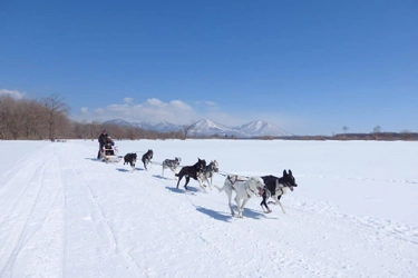 トマム　大雪原を駆け巡る「犬ぞりツアー」を開催　期間：2020年12月22日～2021年3月30日（火・金曜日）