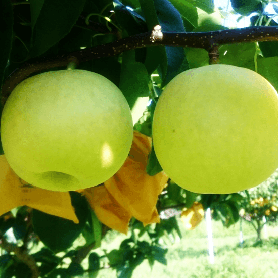 【送料無料】名代 二十世紀梨 3kg 3500円 ➡(クーポン利用で)3000円