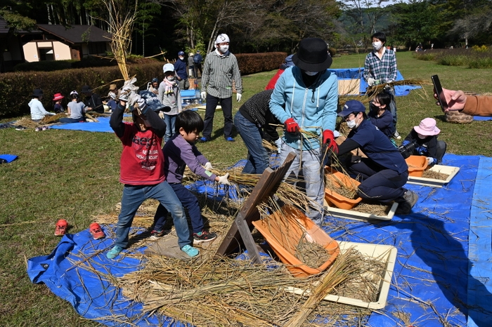 昔ながらの方法で行う脱穀