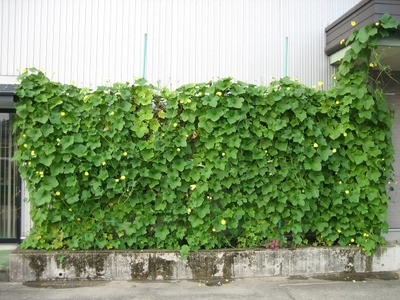 天然ヘチマカーテンのエアコンで真夏の省エネ対策　 オーガニックコスメ会社「ネオナチュラル」が壁面緑化参加者を募集