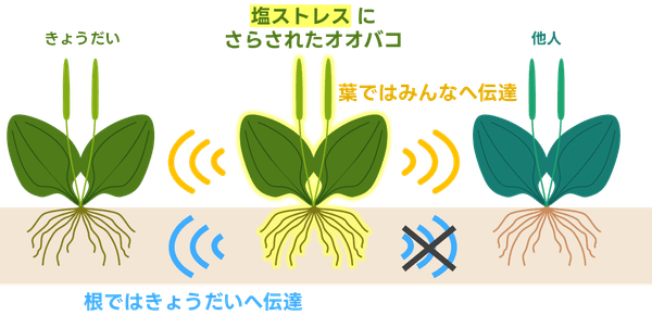 図１．研究成果の概念図