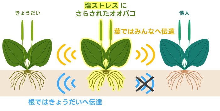 図１．研究成果の概念図