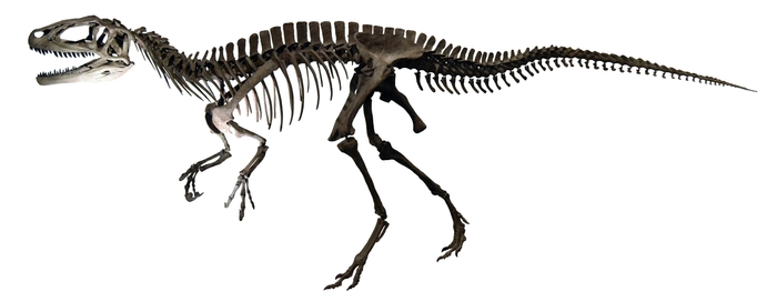 フクイラプトル (前期白亜紀)