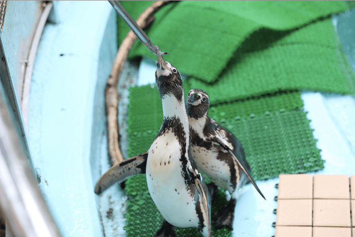 ペンギン餌やり体験