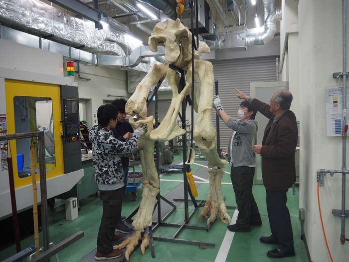 タルボサウルスの骨格を組み上げる学生ら