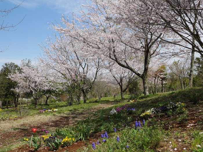 春　桜満開