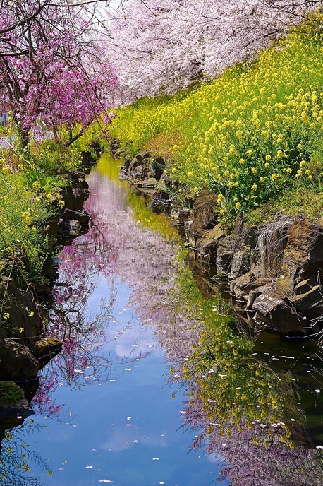 第18回秩父鉄道写真コンテスト観光部門　推薦(秩父鉄道社長賞)作品