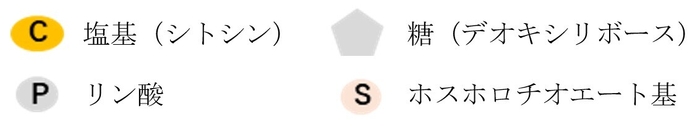 塩基、糖、リン酸、ホスホロチオエート基