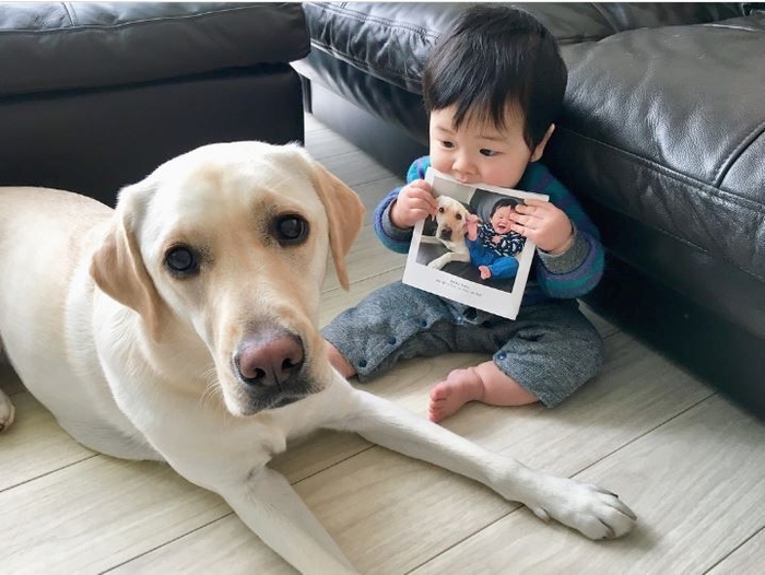 ラブラドールの「きぬ」と男の子「もめんくん」