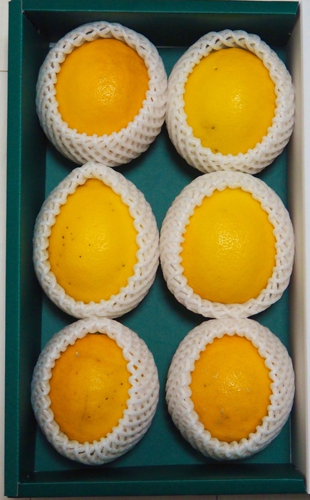 普通の大きさの3倍のレモン