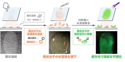 アミノ酸系発光分子で指紋を可視化　～簡便な操作で潜在指紋を高感度に検出～