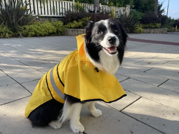 レインコートで雨の日のお散歩も愉しめます