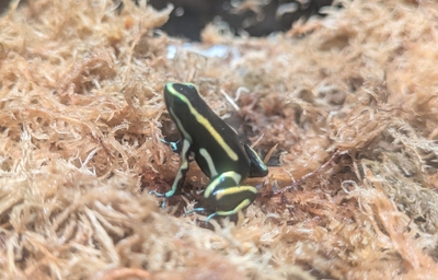 キオビヤドクガエル