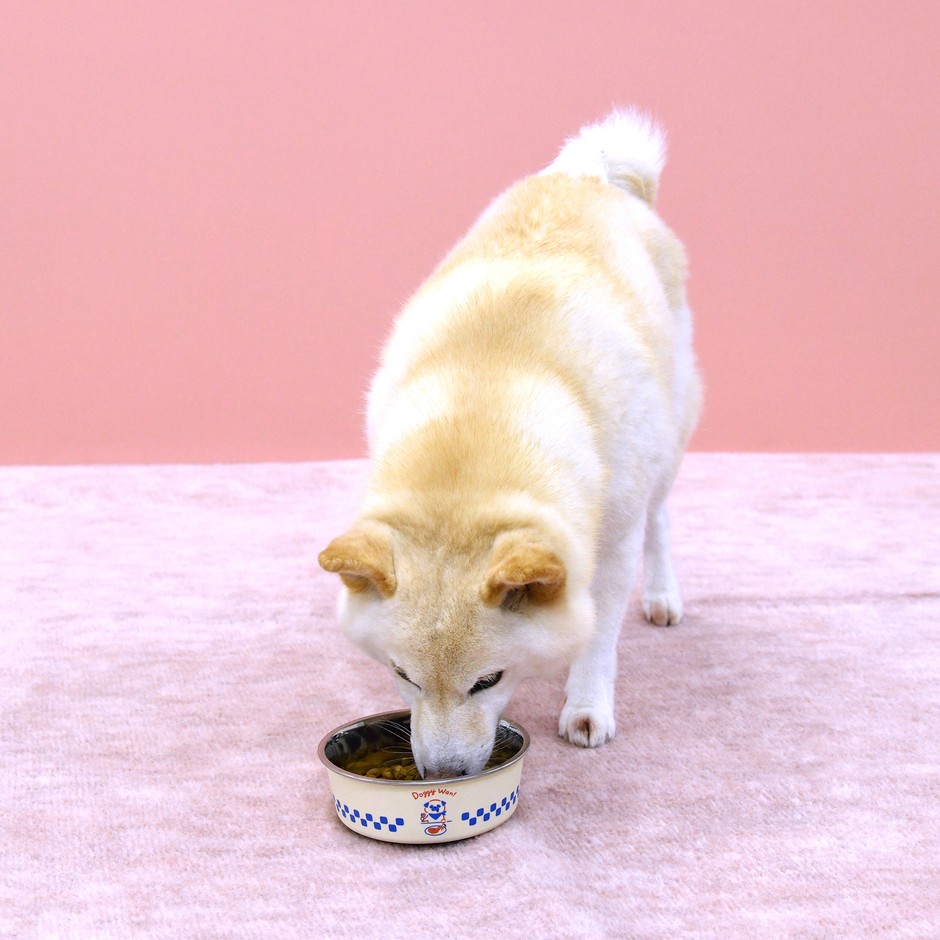 美味しく食べるわんちゃん