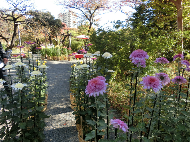 古典菊の展示（過去の様子）