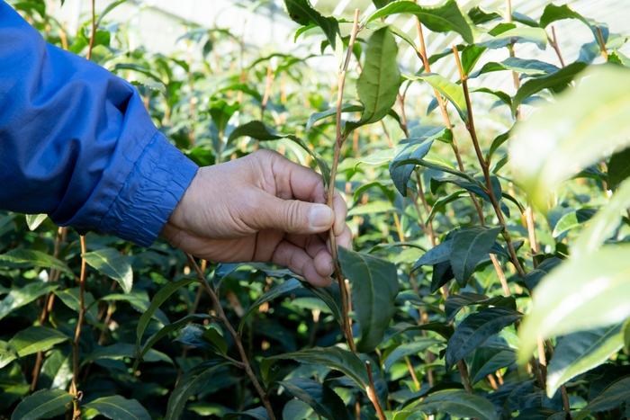 静岡の茶農家が丁寧に育てた希少品種