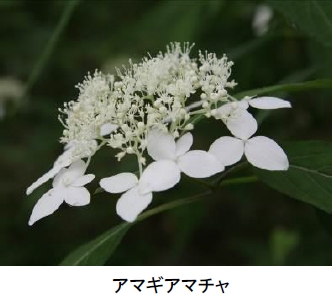 アマギアマチャ