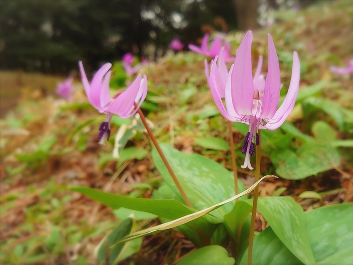 カタクリの花