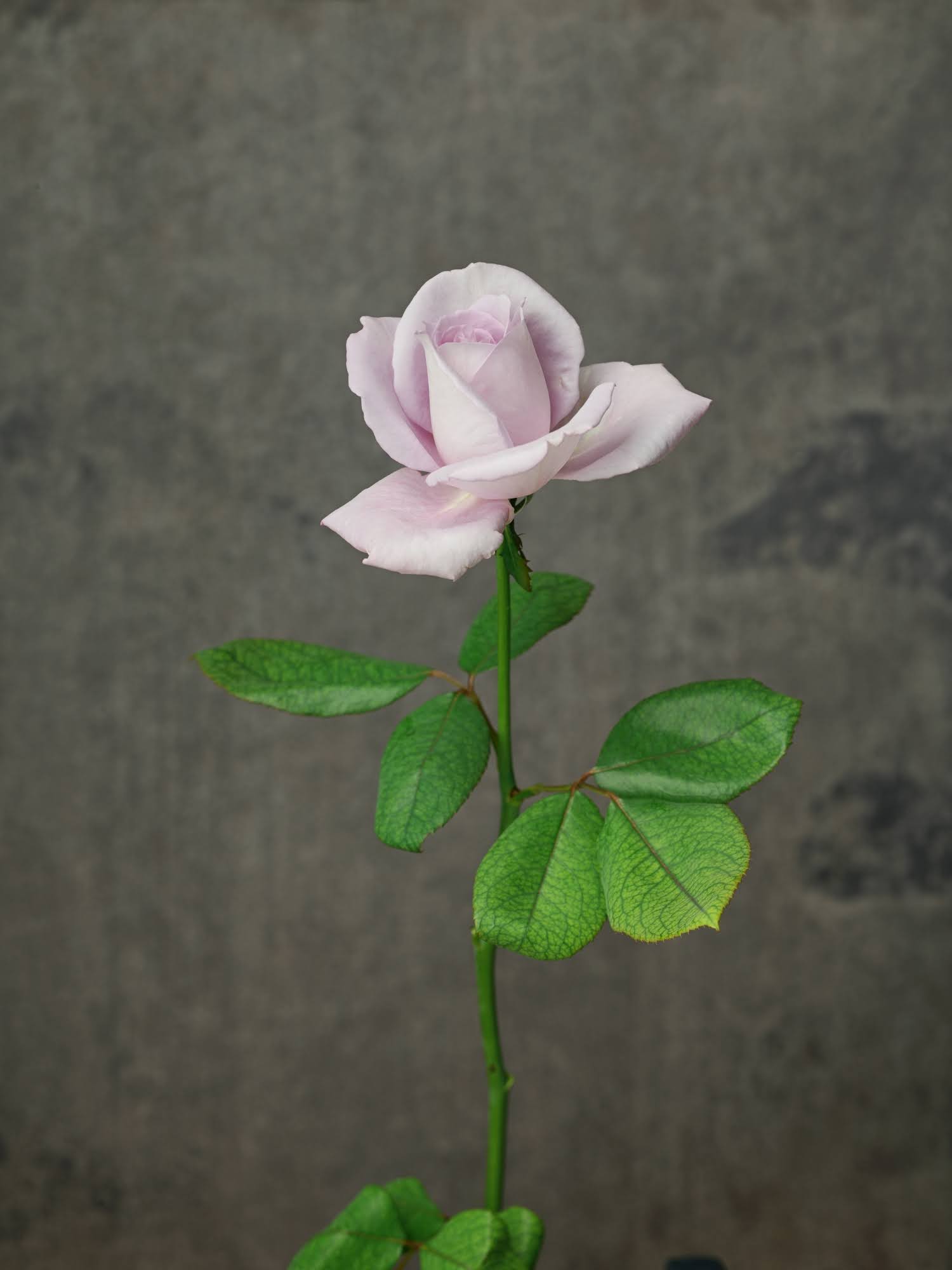 都内 横浜 21秋 高級バラ専門店より 伝説の薔薇 が待望の 再販売 開始 Newscast