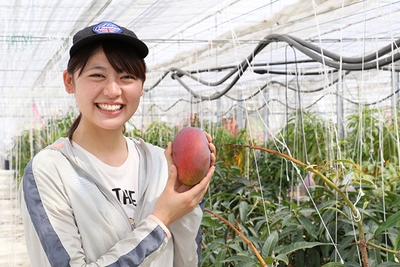 農学部の学生による近大マンゴー「愛紅」収穫の様子