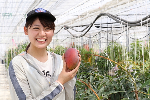 農学部の学生による近大マンゴー「愛紅」収穫の様子