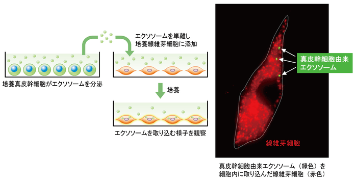 エクソソームを取り込む様子の観察