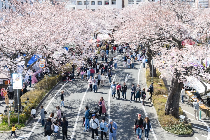 さくらまつりの様子