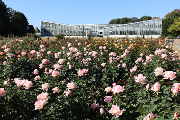 秋のばら園（令和４年撮影）