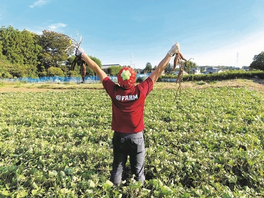 埼玉県川越市で成果物を生産・販売する＠FARMが、 11月6日にさつまいも掘り体験をオープン！ ～隣接のカフェでは“おいもメニュー”が大人気！～