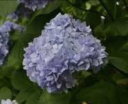 ヒメアジサイ〈アジサイ科〉