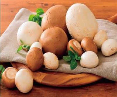 山形県 「舟形マッシュルーム」