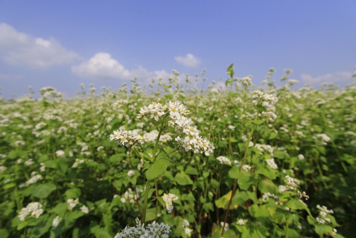 そばの花