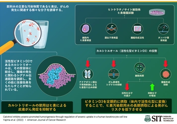 芝浦工業大学、活性型ビタミンD3がヒ素を介した発がんの リスクを抑制することを発見