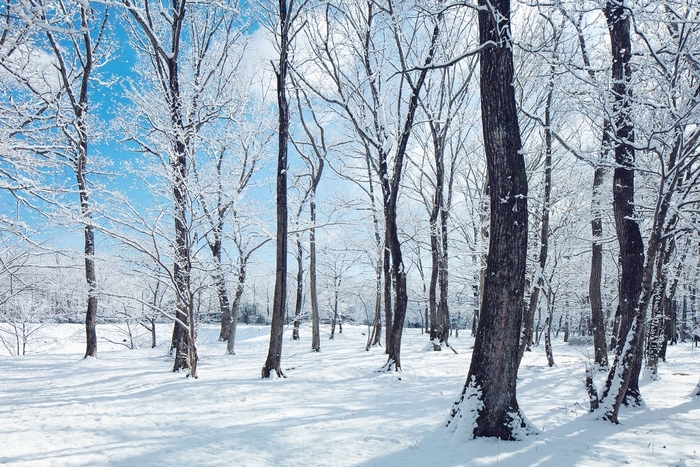 【リゾナーレ那須】冬の森イメージ