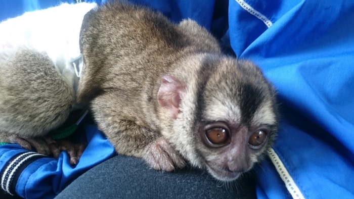 赤ちゃんヨザル ハナちゃん2