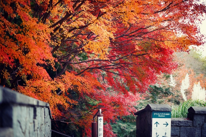 夕陽を浴びた美しい布引の紅葉