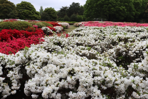 つつじ園の様子（令和7年撮影）