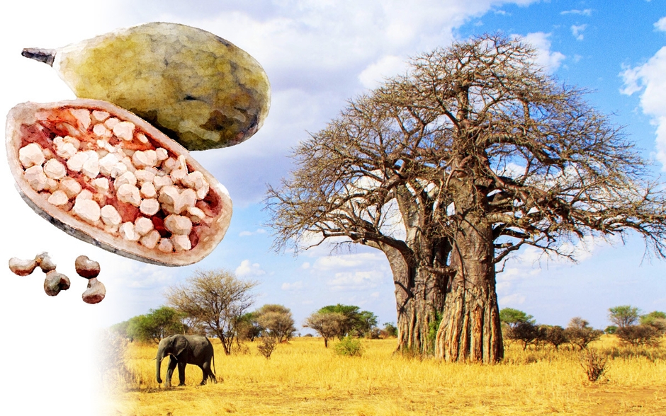 バオバブの木と実