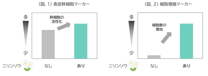 (図.1) 表皮幹細胞マーカー/(図.2) 細胞増殖マーカー