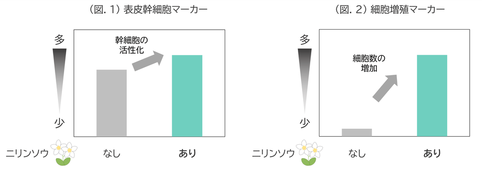 (図.1) 表皮幹細胞マーカー／(図.2) 細胞増殖マーカー