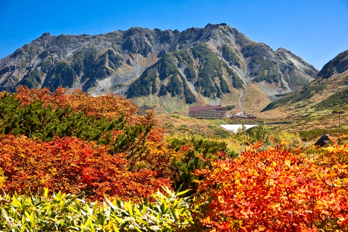 ナナカマドの赤と草紅葉の彩り鮮やかな立山