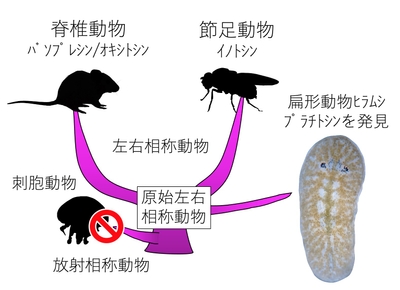 図1．下垂体後葉ホルモンは、左右相称動物に普遍的だと考えられます。