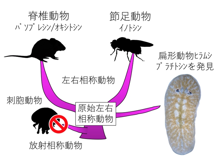 図1．下垂体後葉ホルモンは、左右相称動物に普遍的だと考えられます。