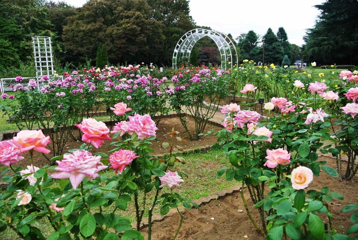 バラの園の様子