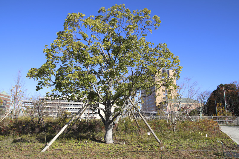 「蓄積した創薬技術を活かし、独創的な製品開発に挑む製薬企業」の企業情報を2023年2月7日HPに公開しました。