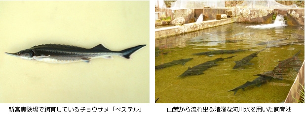 新宮実験場で飼育しているチョウザメ「ベステル」、山麓から流れ出る清澄な河川水を用いた飼育池