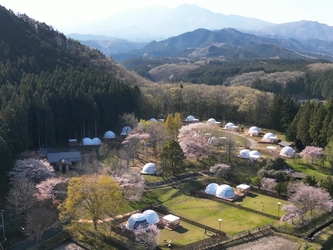 桜の開花予想は4月上旬！日光のグランピングリゾートで “夜桜ライトアップ”のお花見企画を実施！