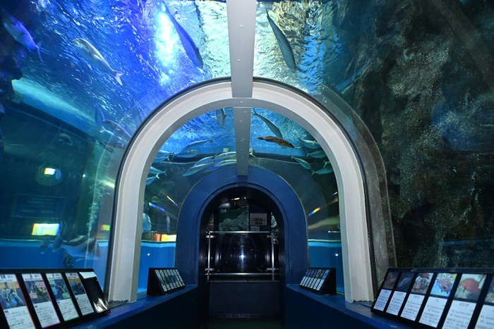 富山湾大水槽